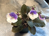 Sinningia 'Cindy Baby’ Sinningia 'Cindy Baby’